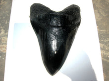 Load image into Gallery viewer, Megalodon Giant Shark Tooth Huge Replica Large 7 Inches Long