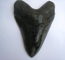 Load image into Gallery viewer, Megalodon Giant Shark Tooth Huge Replica Large 7 Inches Long
