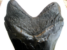Load image into Gallery viewer, Megalodon Giant Shark Tooth Huge Replica Large 7 Inches Long