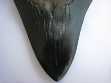 Load image into Gallery viewer, Megalodon Giant Shark Tooth Huge Replica Large 7 Inches Long