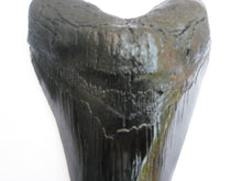 Load image into Gallery viewer, Megalodon Giant Shark Tooth Huge Replica Large 7 Inches Long