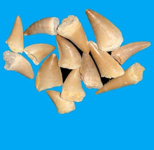 Load image into Gallery viewer, Mosasaurus Tooth 1 Inch Long Genuine Mosasaur Fossil