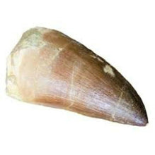 Load image into Gallery viewer, Mosasaurus Tooth 1 Inch Long Genuine Mosasaur Fossil