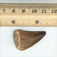 Load image into Gallery viewer, Mosasaurus Tooth 1 Inch Long Genuine Mosasaur Fossil