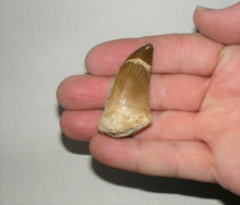 Load image into Gallery viewer, Mosasaurus Tooth 1 Inch Long Genuine Mosasaur Fossil