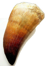 Load image into Gallery viewer, Mosasaurus Tooth 2 Inches Long Genuine Mosasaur Fossil