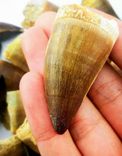 Load image into Gallery viewer, Mosasaurus Tooth 2 Inches Long Genuine Mosasaur Fossil