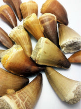 Load image into Gallery viewer, Mosasaurus Tooth 2 Inches Long Genuine Mosasaur Fossil