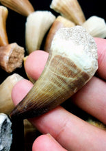 Load image into Gallery viewer, Mosasaurus Tooth 2 Inches Long Genuine Mosasaur Fossil