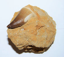 Lade das Bild in den Galerie-Viewer, Mosasaurus Tooth in Rock Matrix 1 Inch Long Genuine Mosasaur Fossil