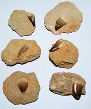 Lade das Bild in den Galerie-Viewer, Mosasaurus Tooth in Rock Matrix 1 Inch Long Genuine Mosasaur Fossil