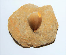 Lade das Bild in den Galerie-Viewer, Mosasaurus Tooth in Rock Matrix 1 Inch Long Genuine Mosasaur Fossil