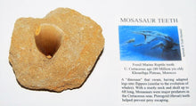 Lade das Bild in den Galerie-Viewer, Mosasaurus Tooth in Rock Matrix 1 Inch Long Genuine Mosasaur Fossil