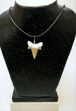 Load image into Gallery viewer, Otodus Extinct Giant Shark Tooth Necklace 1 Inch Long Genuine