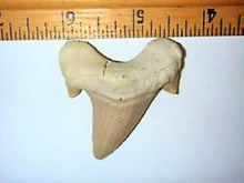 Lade das Bild in den Galerie-Viewer, Otodus Exctinct Giant Shark Tooth 2 Inches Long Genuine Fossil
