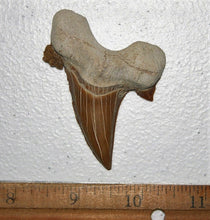 Lade das Bild in den Galerie-Viewer, Otodus Exctinct Giant Shark Tooth 2 Inches Long Genuine Fossil