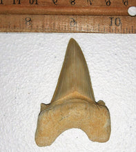 Lade das Bild in den Galerie-Viewer, Otodus Exctinct Giant Shark Tooth 2 Inches Long Genuine Fossil