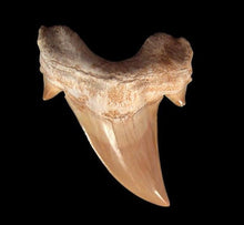 Lade das Bild in den Galerie-Viewer, Otodus Exctinct Giant Shark Tooth 2 Inches Long Genuine Fossil