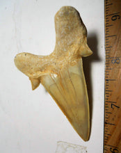 Lade das Bild in den Galerie-Viewer, Otodus Extinct Giant Shark Tooth 3 Inches Long Genuine Fossil