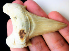 Lade das Bild in den Galerie-Viewer, Otodus Extinct Giant Shark Tooth 3 Inches Long Genuine Fossil
