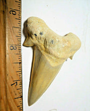 Lade das Bild in den Galerie-Viewer, Otodus Extinct Giant Shark Tooth 3 Inches Long Genuine Fossil