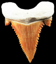 Lade das Bild in den Galerie-Viewer, Paleocarcharodon Extinct Shark Tooth 1 Inch Long (Palaeocarcharodon)
