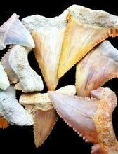 Lade das Bild in den Galerie-Viewer, Paleocarcharodon Extinct Shark Tooth 1 Inch Long (Palaeocarcharodon)