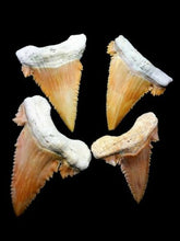 Lade das Bild in den Galerie-Viewer, Paleocarcharodon Extinct Shark Tooth 1 Inch Long (Palaeocarcharodon)