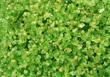 Charger l'image dans la galerie, Arizona Peridot Rough Facet 25 Carat Lime Green Petites pierres Lot en vrac