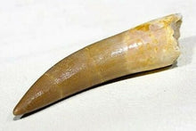 Load image into Gallery viewer, Plesiosaur Tooth Marine Reptile 1 1/2 Inches Long Genuine Fossil