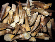 Load image into Gallery viewer, Plesiosaur Tooth Marine Reptile 1 1/2 Inches Long Genuine Fossil