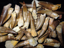 Load image into Gallery viewer, Plesiosaur Tooth Marine Reptile 1 1/2 Inches Long Genuine Fossil