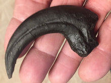 Load image into Gallery viewer, Deinonychus Raptor Claw Replica 4 Inches Long Black Resin Model