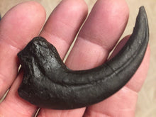 Load image into Gallery viewer, Deinonychus Raptor Claw Replica 4 Inches Long Black Resin Model