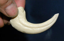 Load image into Gallery viewer, Deinonychus Raptor Claw Replica 4 Inches Long White Resin Model
