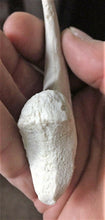 Load image into Gallery viewer, Deinonychus Raptor Claw Replica 4 Inches Long White Resin Model
