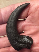 Load image into Gallery viewer, Deinonychus Raptor Claw Replica 4 Inches Long Black Resin Model