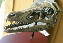 Lade das Bild in den Galerie-Viewer, Raptor Skull Resin Model Life Size 1/1 Scale Sculpture