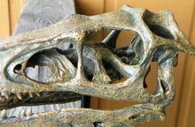 Lade das Bild in den Galerie-Viewer, Raptor Skull Resin Model Life Size 1/1 Scale Sculpture