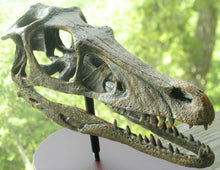 Lade das Bild in den Galerie-Viewer, Raptor Skull Resin Model Life Size 1/1 Scale Sculpture