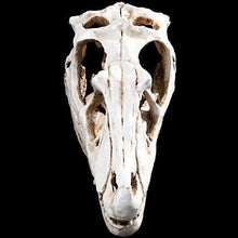 Lade das Bild in den Galerie-Viewer, Raptor (Velociraptor) Skull Model Resin Model Small Size