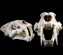 Lade das Bild in den Galerie-Viewer, Sabertoothed Tiger Smilodon Skull Replica Model Resin Sculpture 1/1 Scale