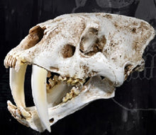 Lade das Bild in den Galerie-Viewer, Sabertoothed Tiger Smilodon Skull Replica Model Resin Sculpture 1/1 Scale