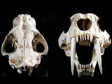 Lade das Bild in den Galerie-Viewer, Sabertoothed Tiger Smilodon Skull Replica Model Resin Sculpture 1/1 Scale