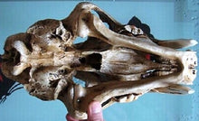 Lade das Bild in den Galerie-Viewer, Sabertoothed Tiger Smilodon Skull Replica Model Resin Sculpture 1/1 Scale
