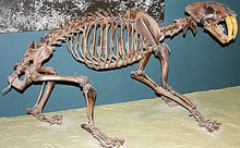 Lade das Bild in den Galerie-Viewer, Sabertoothed Tiger Smilodon Skull Replica Model Resin Sculpture 1/1 Scale