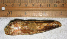 Load image into Gallery viewer, Spinosaurus Tooth 3 Inches Long Real Dinosaur Fossil