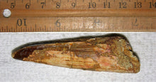 Load image into Gallery viewer, Spinosaurus Tooth 3 Inches Long Real Dinosaur Fossil