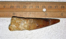 Load image into Gallery viewer, Spinosaurus Tooth 3 Inches Long Real Dinosaur Fossil