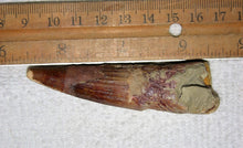 Load image into Gallery viewer, Spinosaurus Tooth 3 Inches Long Real Dinosaur Fossil